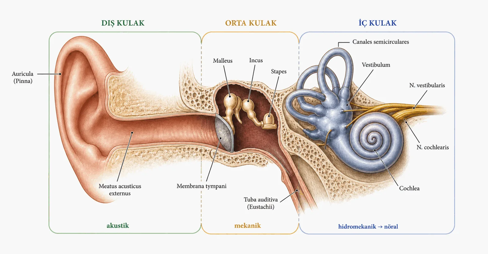 Kulağın genel anatomisi: dış, orta ve iç kulak