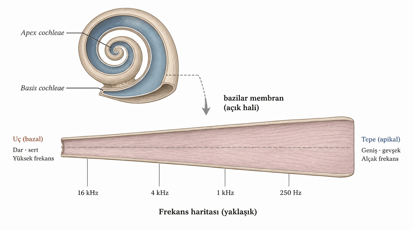 Açılmış bazilar membran ve tonotopi