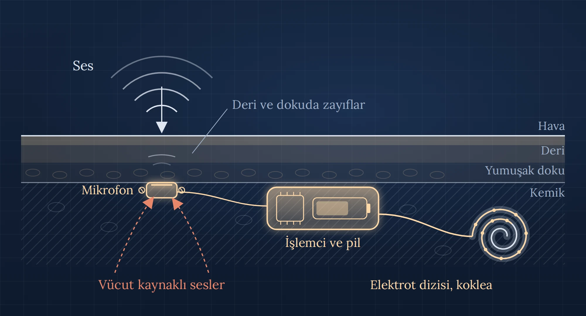 Sesin deri ve dokudan geçerek deri altı mikrofona ulaşmasını gösteren kesit çizimi
